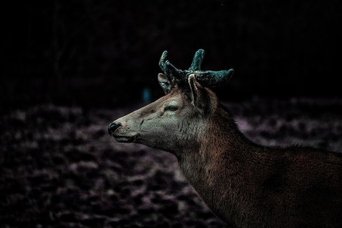 deer  portrait  animal