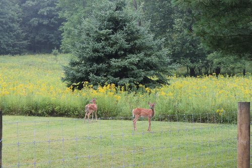 deer  bambi  cute