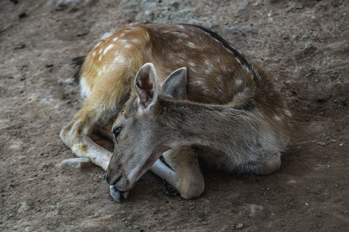 deer  young  resting