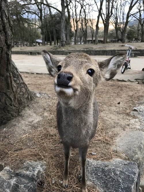 deer  fawn  nature