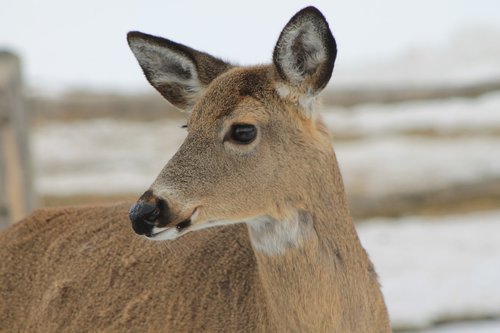 deer  winter  cold