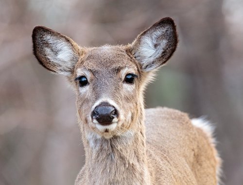 deer  doe  portrait