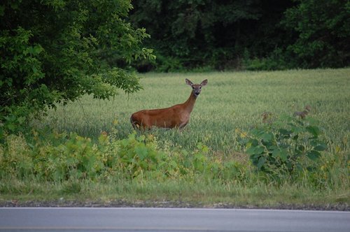 deer  nature  wildlife