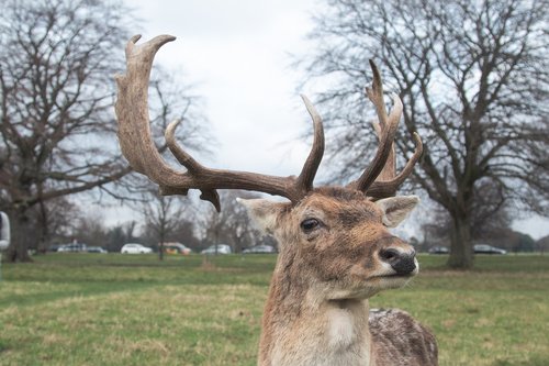 deer  animal  green