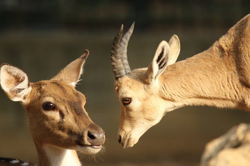 deer  gazelle  animals