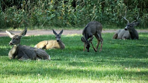 deer  america  mammal