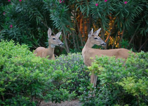 deer  urban deer  sandestin