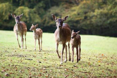 deer  fawn  animals