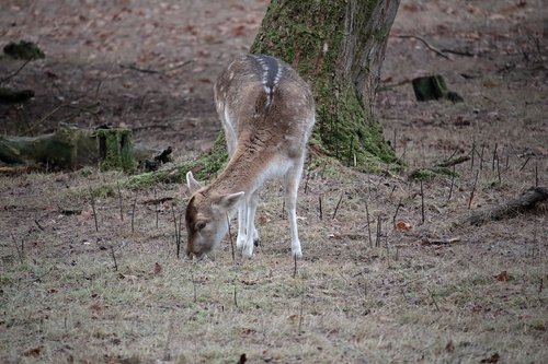 deer  animal  nature