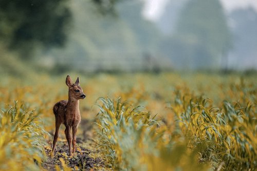 deer  animal  lovely