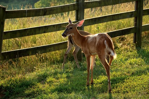 deer  fence  animal