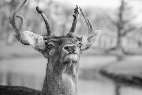 deer  fallow deer  fallow