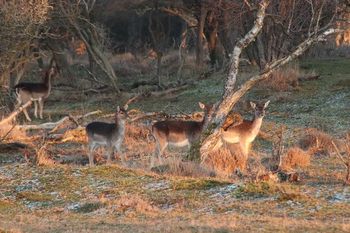 deer  nature  wild