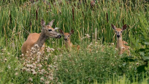 deer  wildlife  mammal