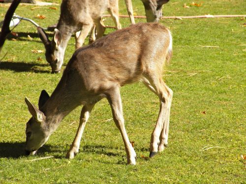 deer wildlife landscape