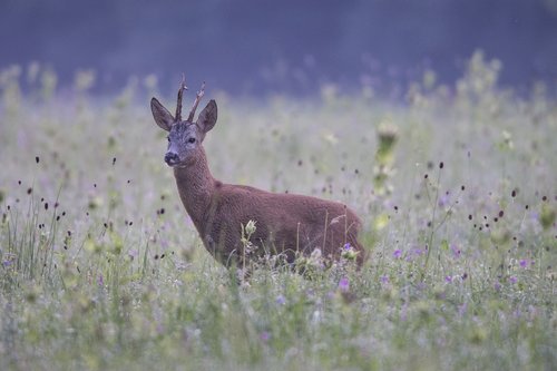 deer  morning  meadow