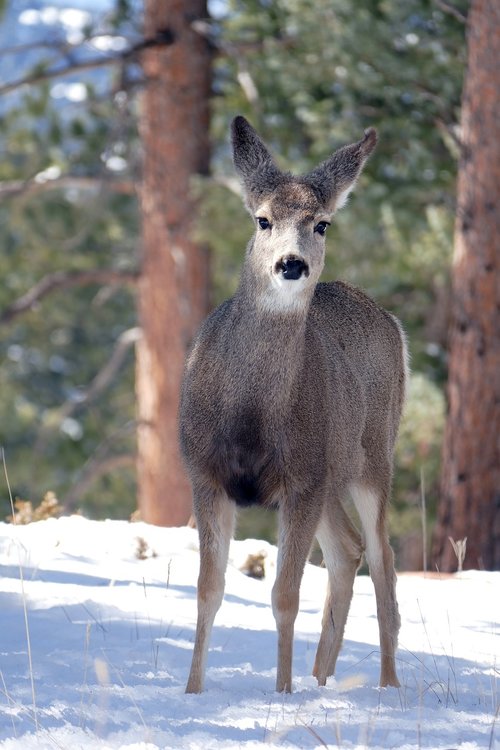 deer  wildlife  nature