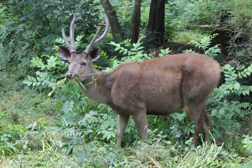 deer stag wildlife