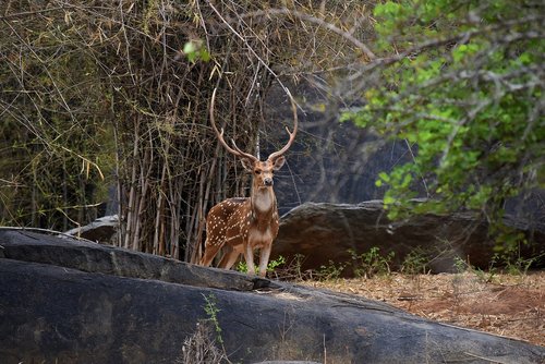 deer  forest  nature