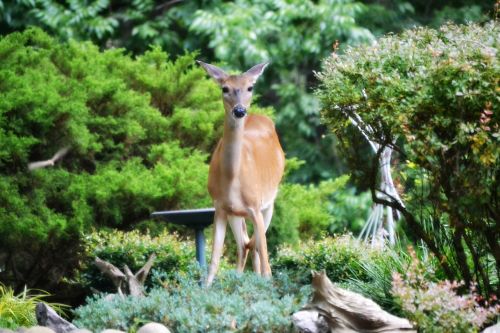 deer garden beauty