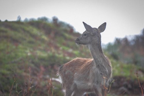 deer animal nature