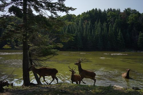 deer nature wildlife