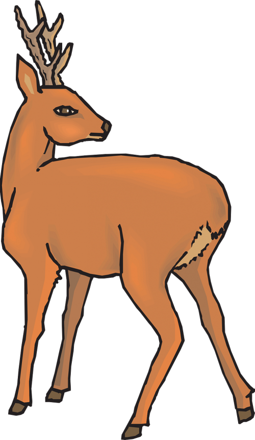 deer doe fawn