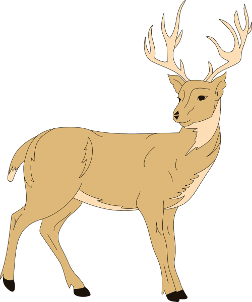 deer forest animal