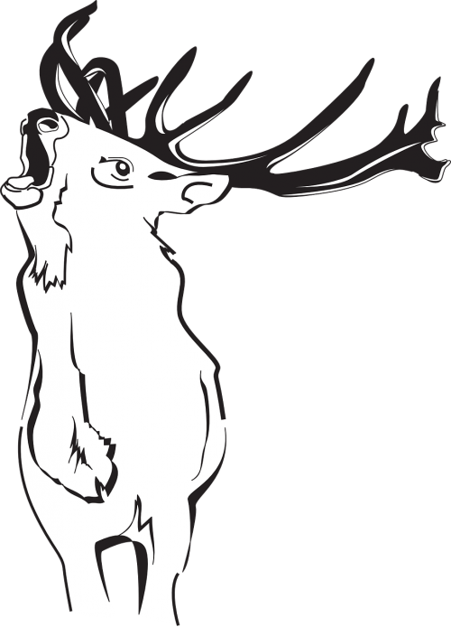 Deer Forest Loud Animal Antlers Free Image From Needpix Com