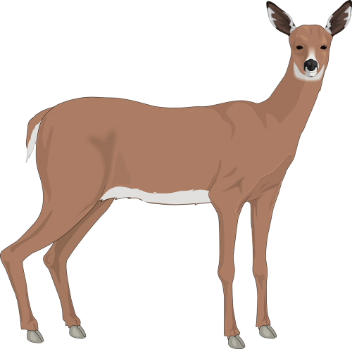 deer animal mammal