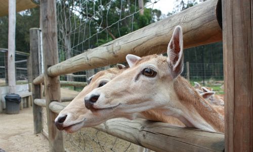 deer animals friends