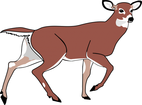 deer animal mammal
