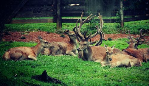 deer horns animals