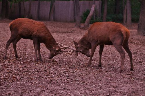 deer nature forest