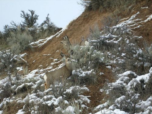 deer camouflage nature