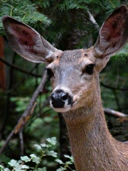 deer animal closeup