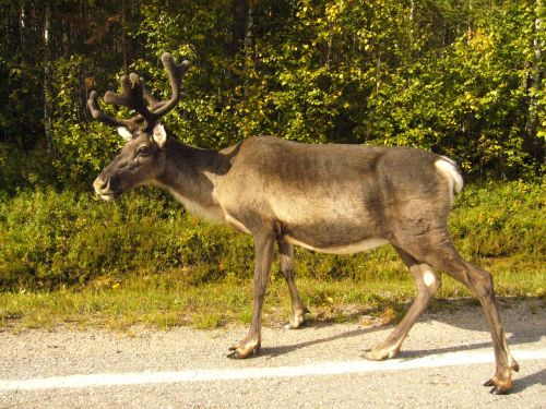 deer summer in the forest