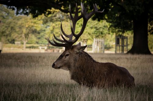 deer stag wildlife