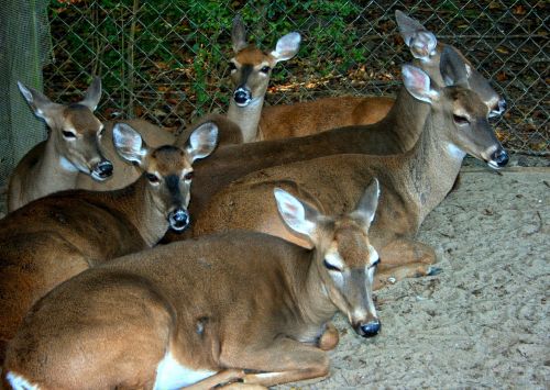 deer whitetail resting