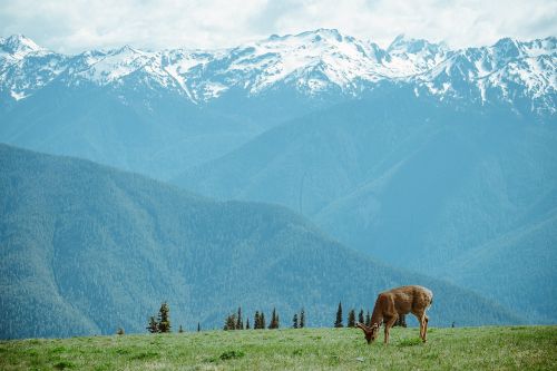 deer mountains nature