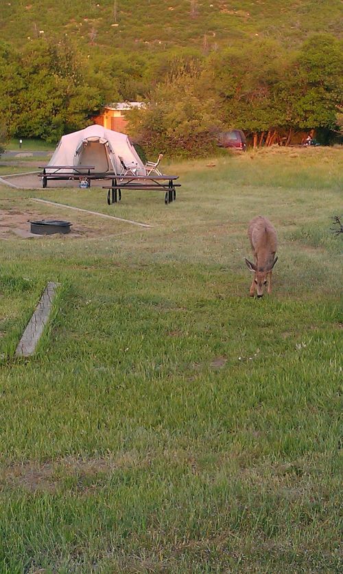 deer camping green