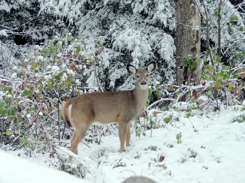 deer fawn winter