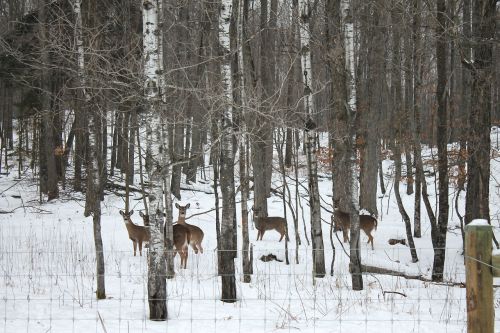 deer nature wildlife