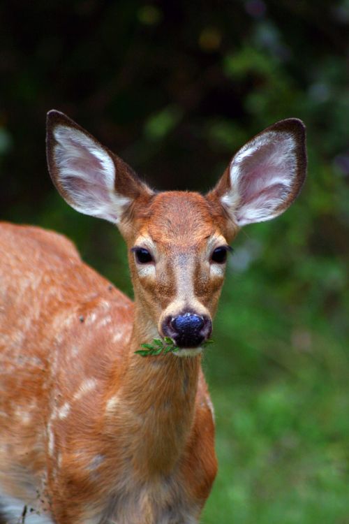 deer woods fawn