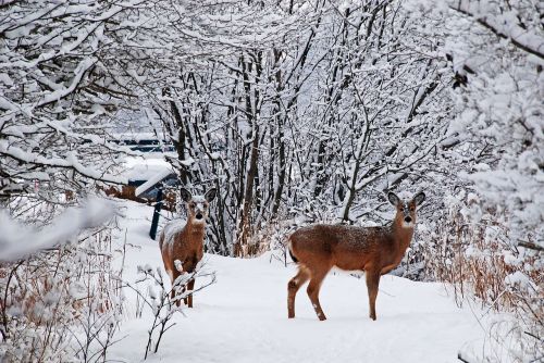 deer snow cold