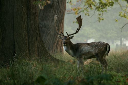 deer trees stag