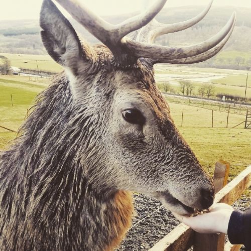 deer highlandsafari closeup