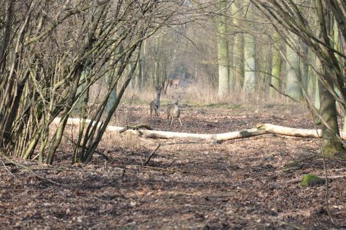 deer forest nature