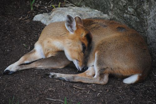 deer sleeping animal