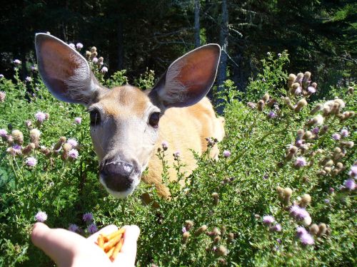 deer feed anticosti island